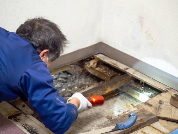 Best Mold Testing and Inspection Services in Land O Lakes, FL
