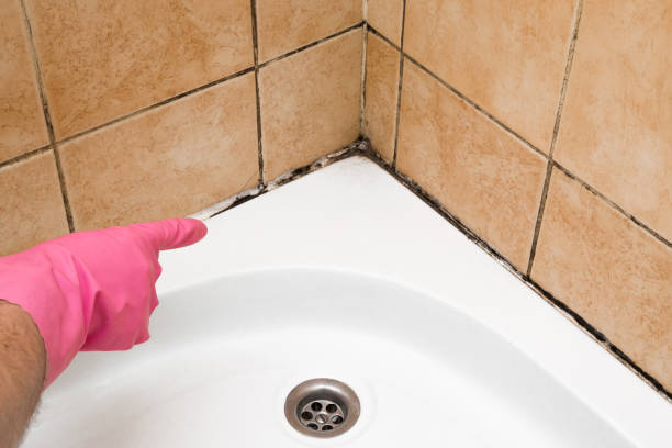 Best HVAC Mold Remediation in Land O Lakes, FL